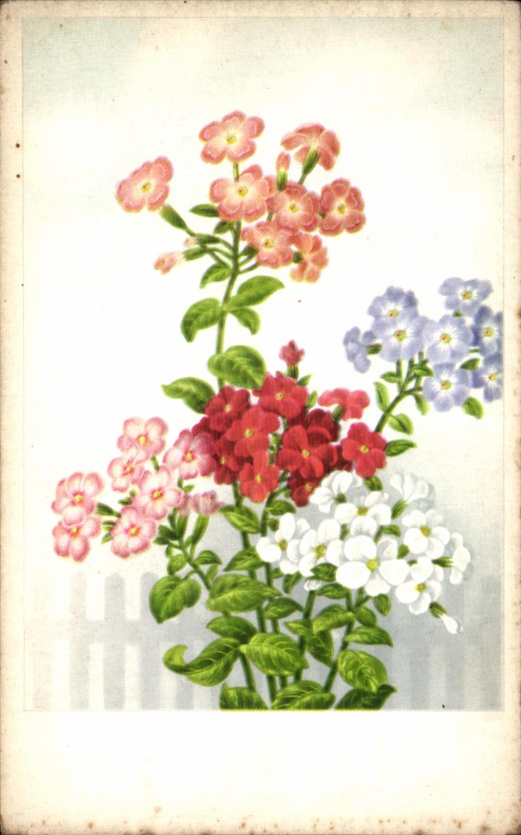 CPA Fantaisie Fleurs 