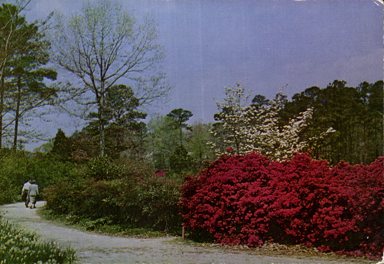 CPA Nature's blaze of color along a path in the Nor Folk Azalea Gardens Norfolk Virginia