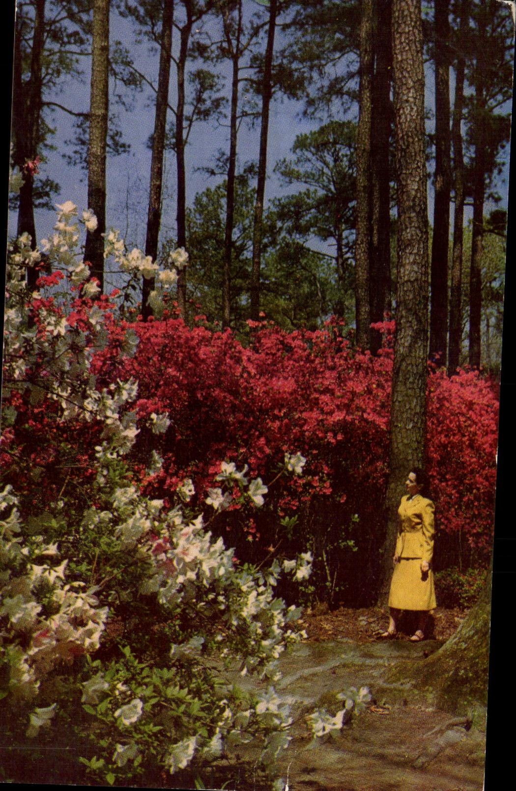 CPA Norfolk Municipal Gardens Norfolk Va During Azalea time in april