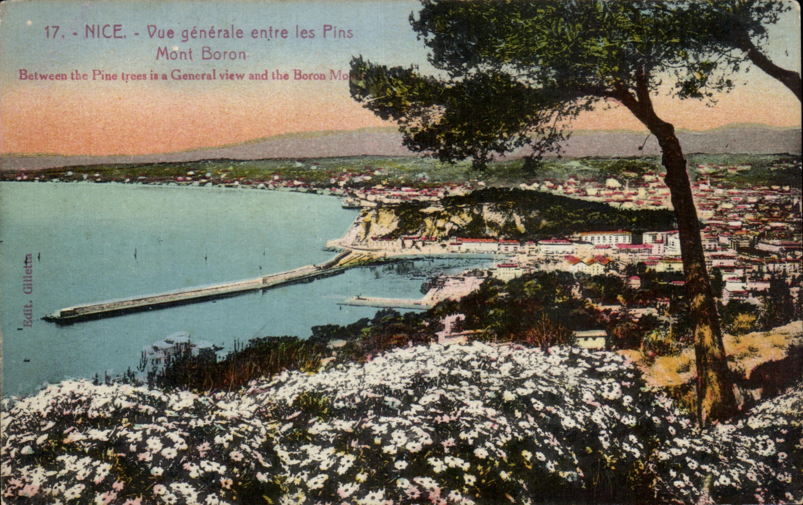 CPA Nice Vue generale entre les Pins Mont Boron