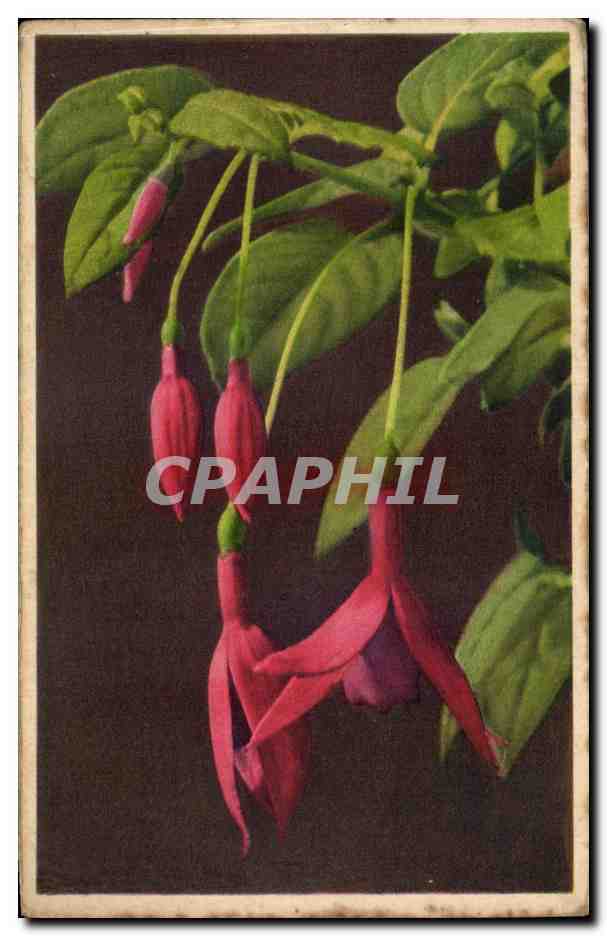 CPA Fantaisie Fleurs 