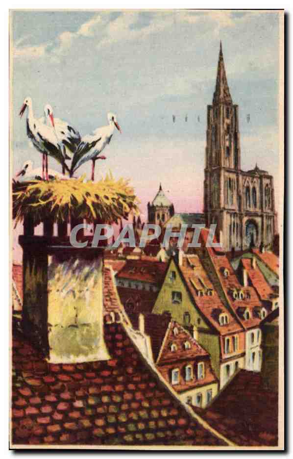 CPA Strasbourg Nid de Cigognes et la cathedrale