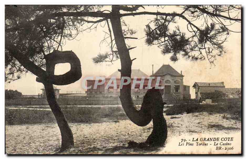 CPA La Grande Cote Les Pins Tordus La Casino
