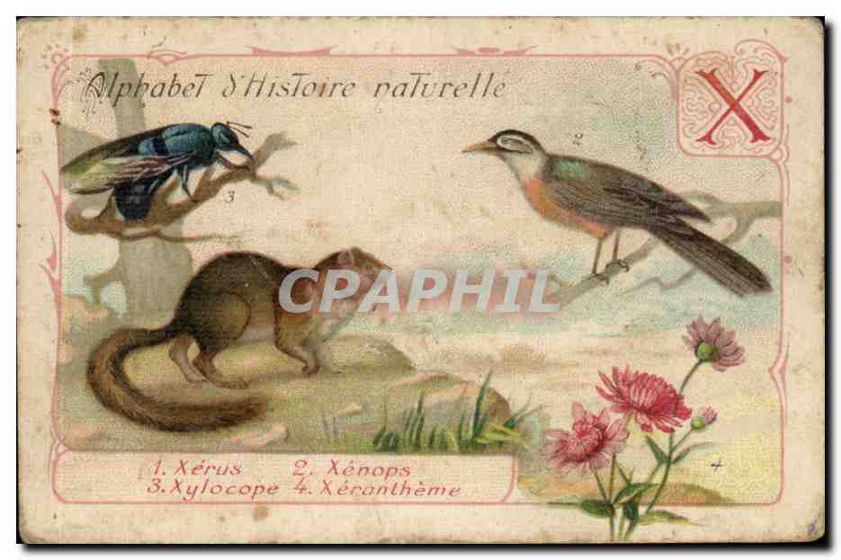 Image Alphabet Histoire Naturelle Xerus Xenops Xylocope Xerontheme