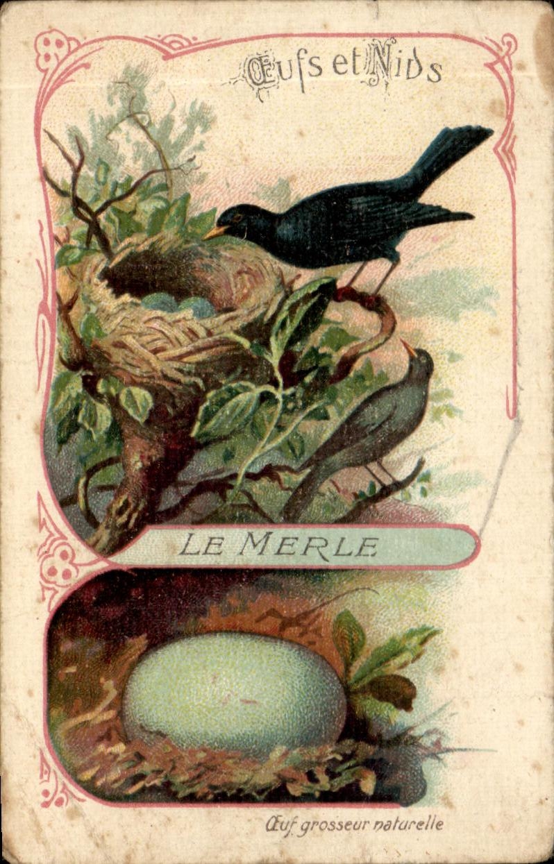 Image Le Merle