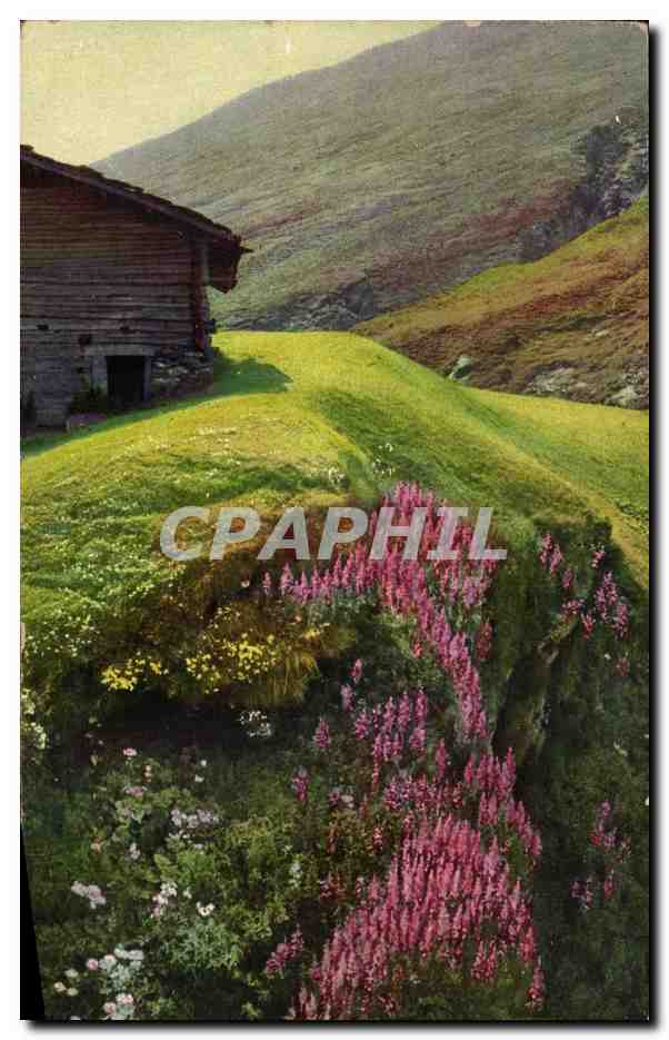 CPA Granbunden Bei Cresta Am averserrhein Epilobe a feuilles etroites