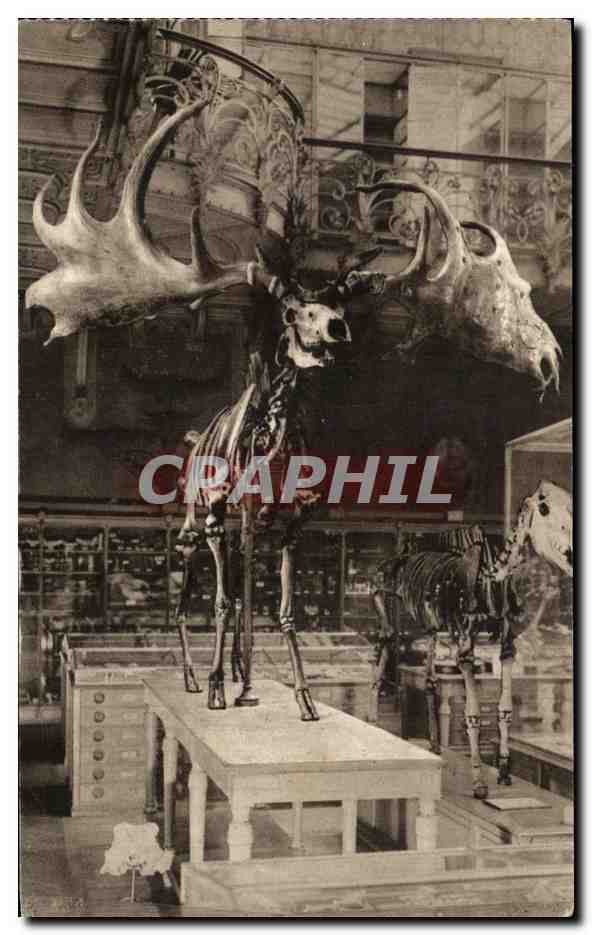 CPA Museum National Histore Naturelle Jardin Des Plantes Paris Cervus Megaceros Tourbieres d'Irlande