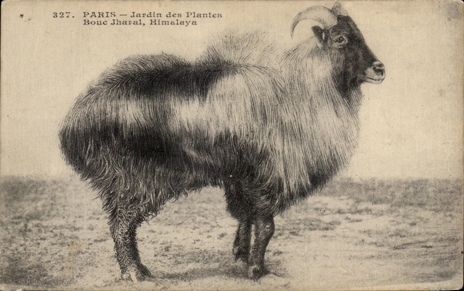 CPA Paris Jardins des plantes Bouc Jharal Himalaya Chevre