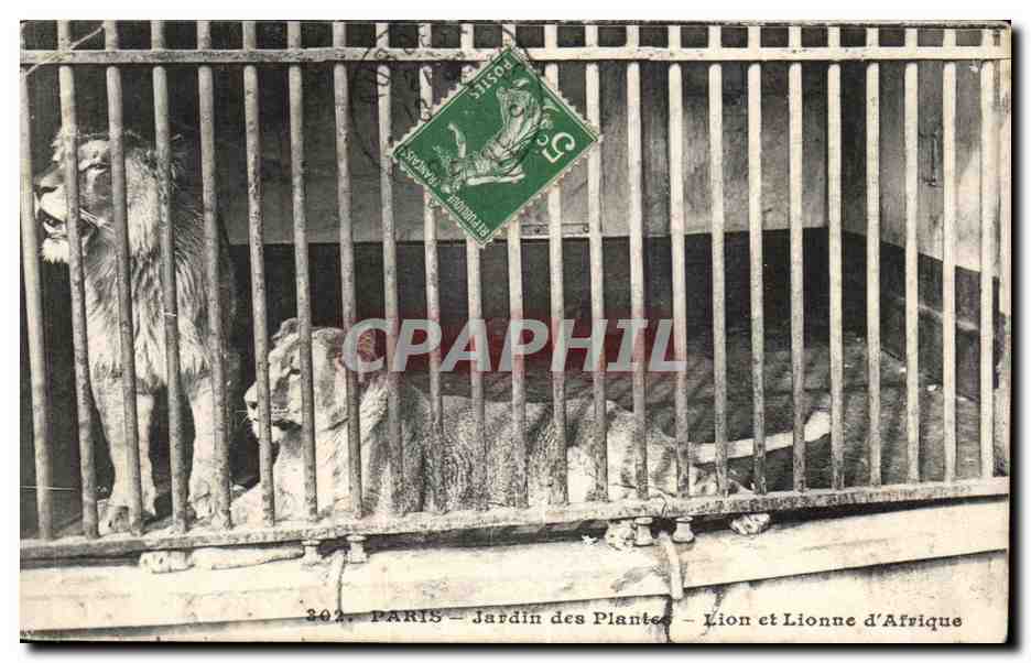 CPA Paris Jardin des Plantes Lion et Lionne d'Afrique Zoo
