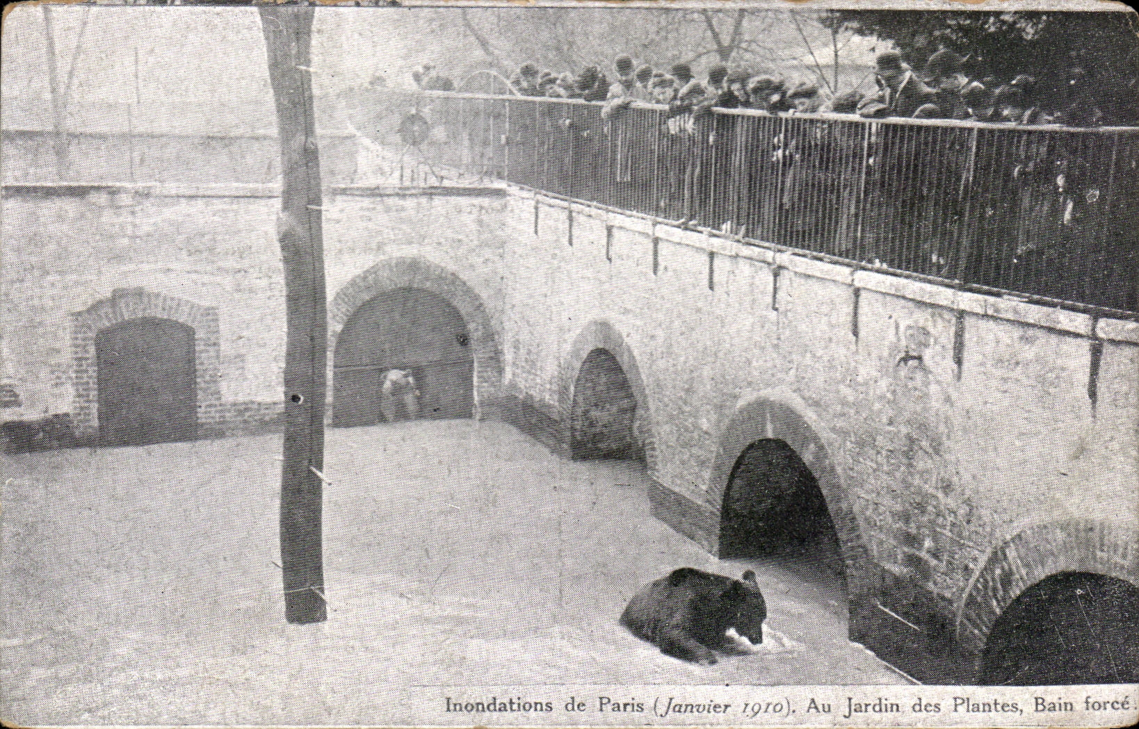 CPA Inondations de paris au jardin des plantes bain force Ours