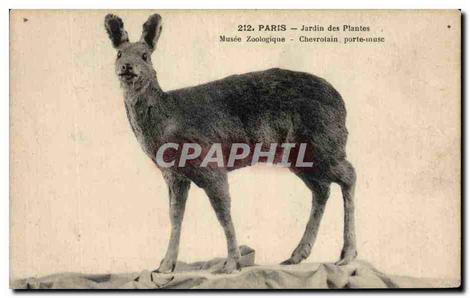 CPA Paris Jardin des Plantes Musee Zoologique Chevrotain Porte musc