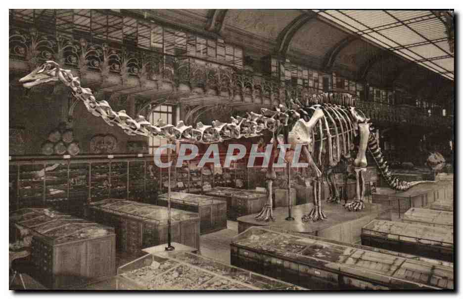 CPSM Museum National D'Histoire Naturelle Diplodocs Carnegiei Hatcher 