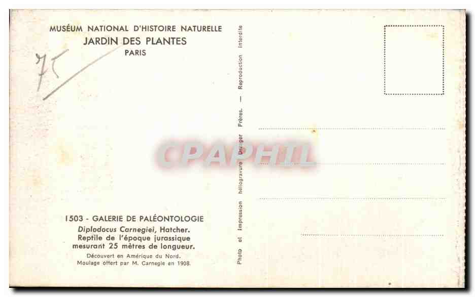CPSM Museum National D'Histoire Naturelle Diplodocs Carnegiei Hatcher  — Rückseite