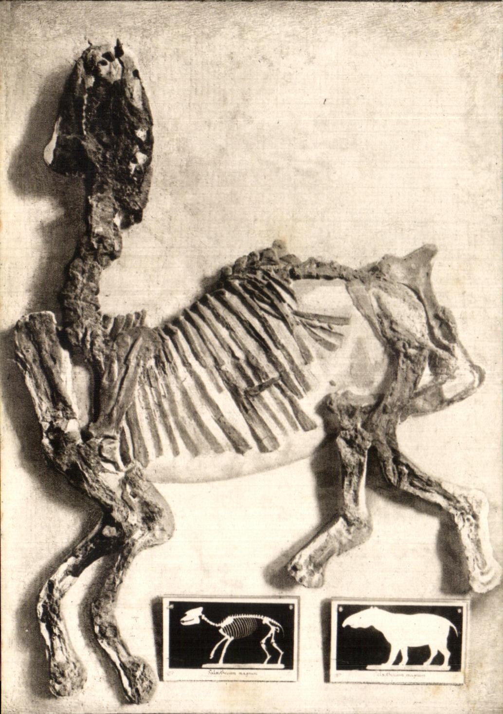 CPSM Museum National D'Histoire Naturelle Jardin Des Plantes Paris Palaeotherium magnim Cuvier 