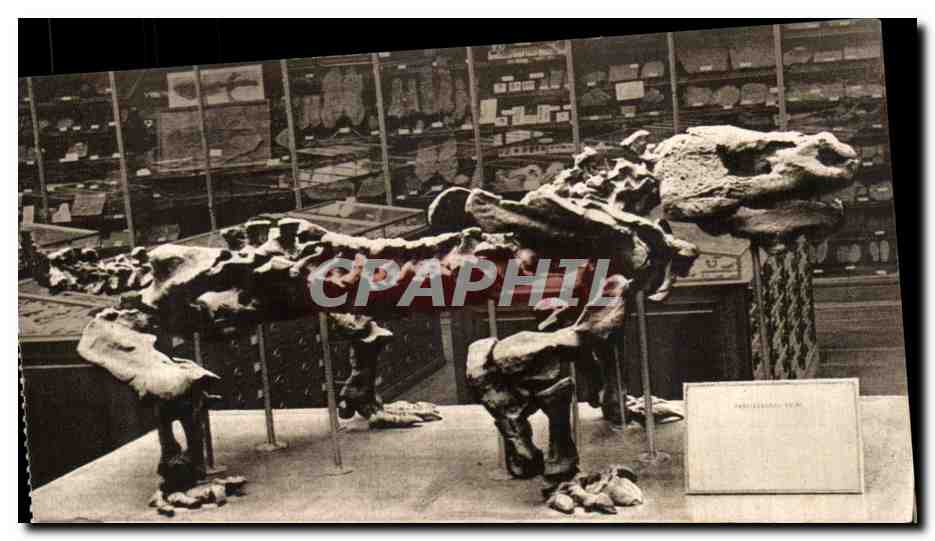 CPSM Museum National D'Histoire Naturelle Jardin Des Plantes ParisPareiasaurus Baini Seeley Reptile