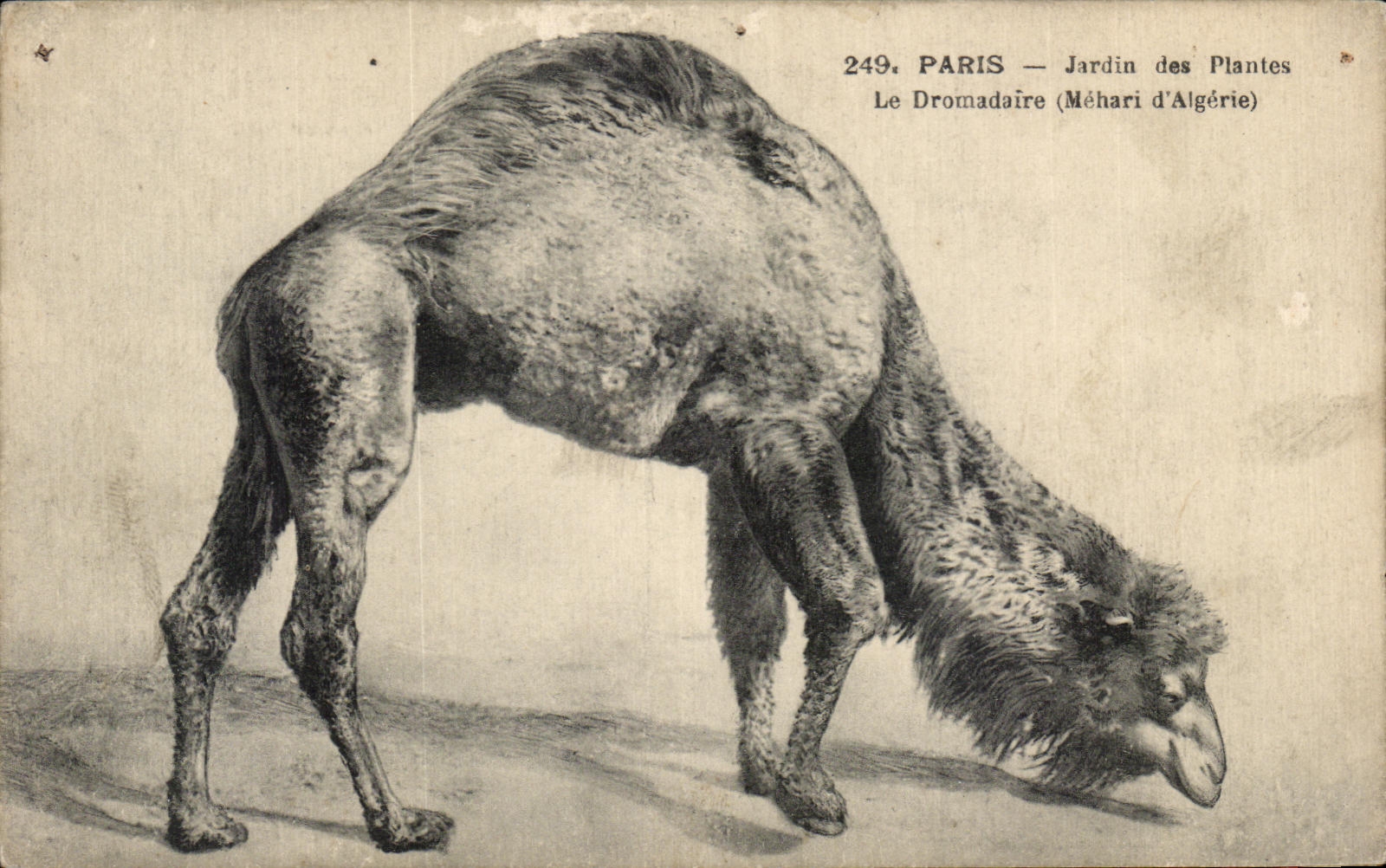 CPA Paris Jardin des Plantes Le Dromadaire Camel Zoo Mehari d'Algerie