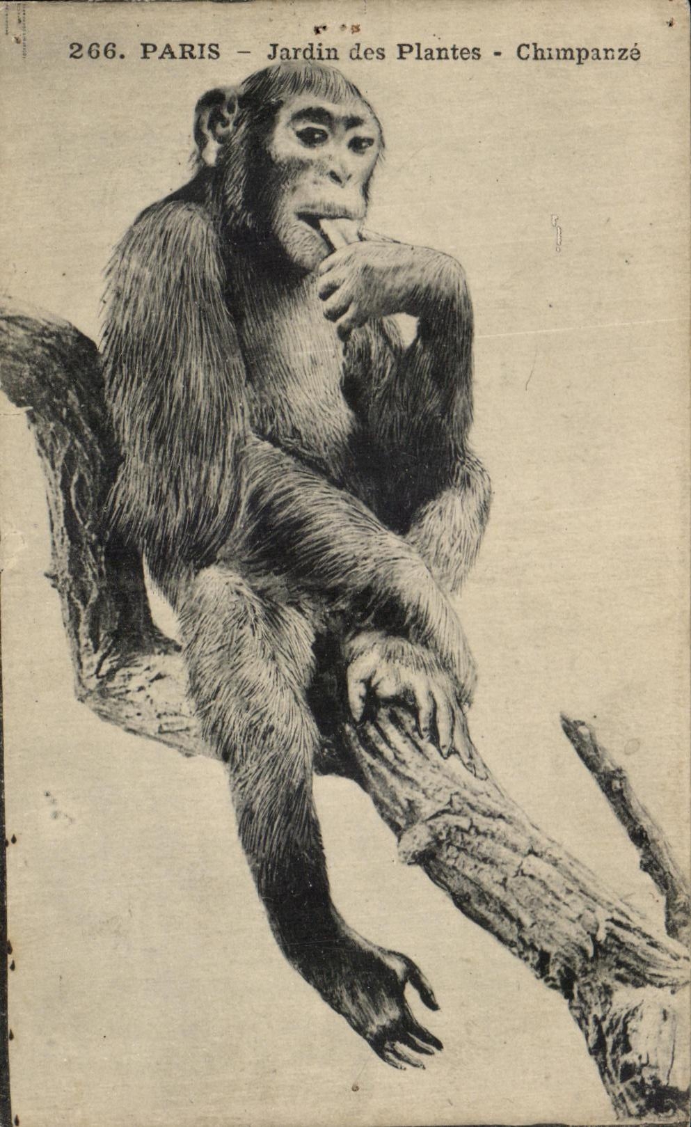 CPA Paris Jardin des Plantes Chimpanze Monkey 