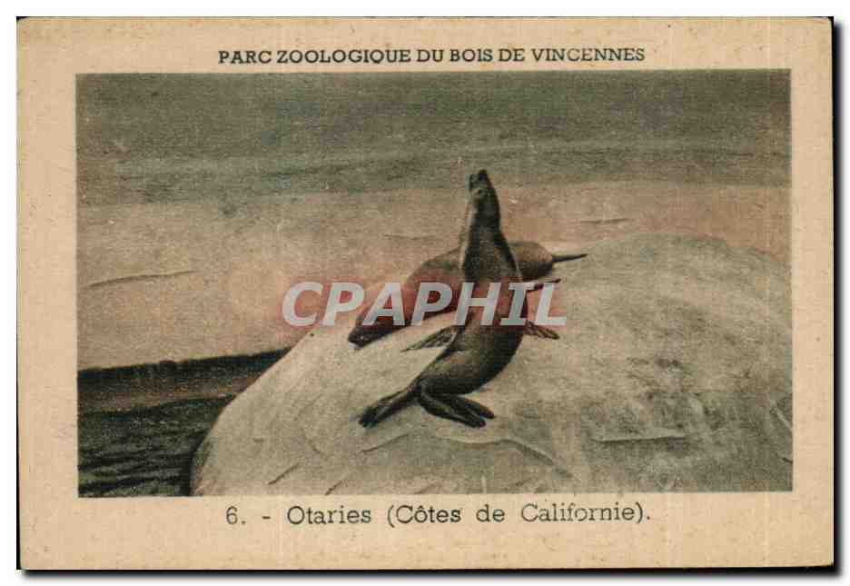 Image Parc zoologique Du Bois De Vincennes Otaries Cotes De Californie Zoo