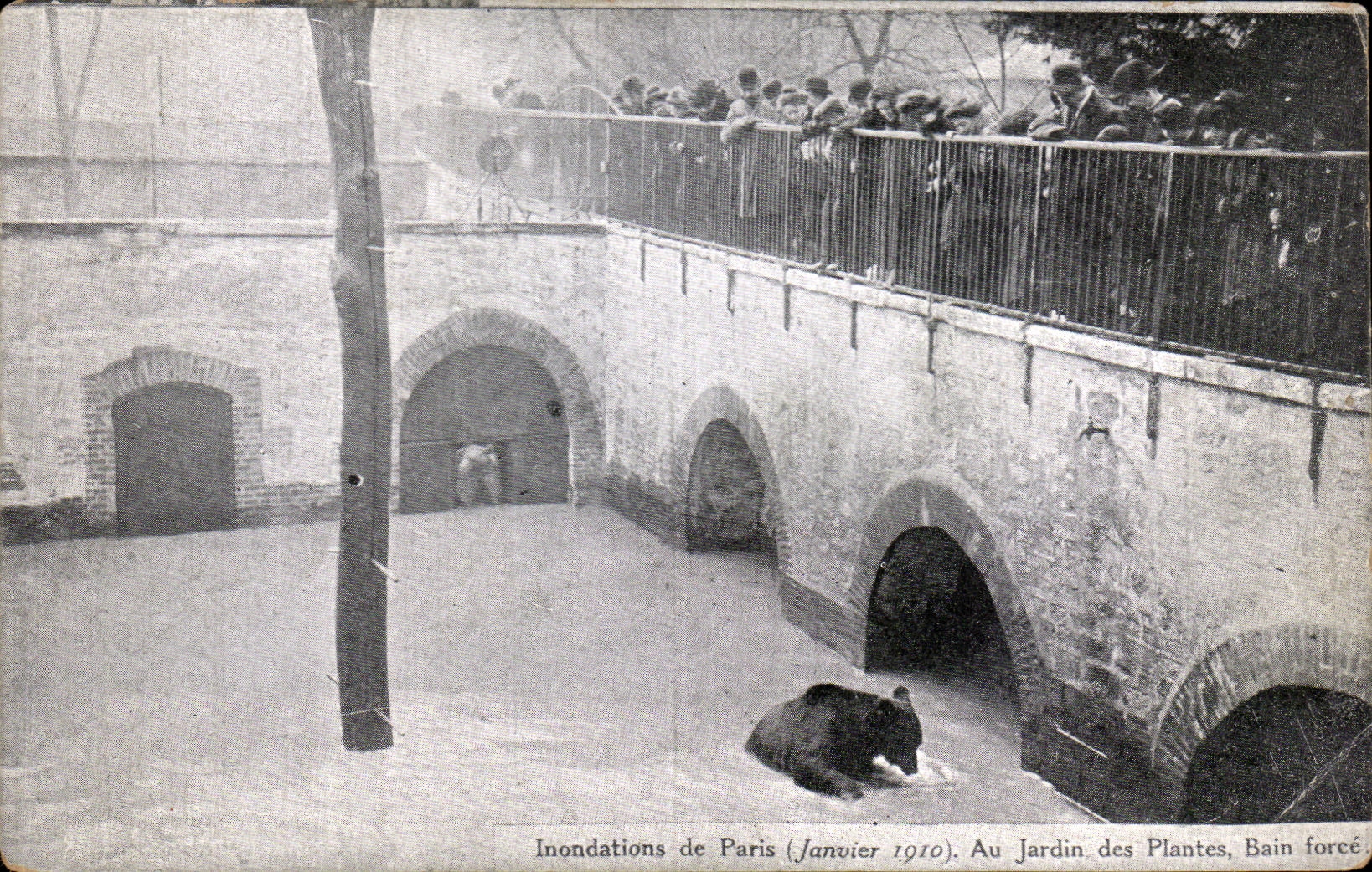 CPA Inondations de Paris Au jardin des Plantes Ours 