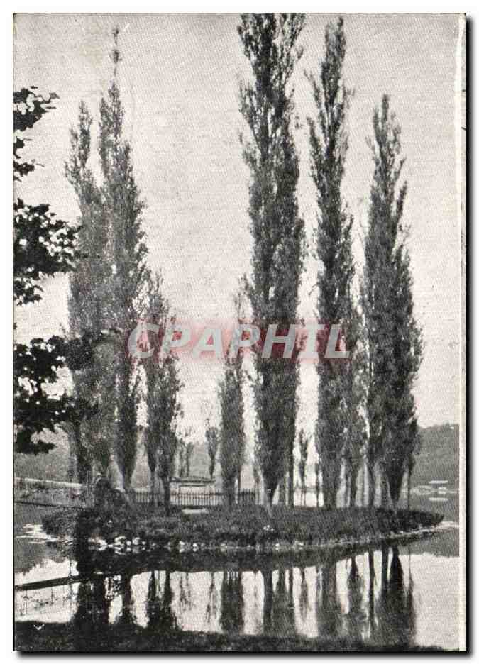 Paysage de saules pleureurs — étang — éditeur non visible