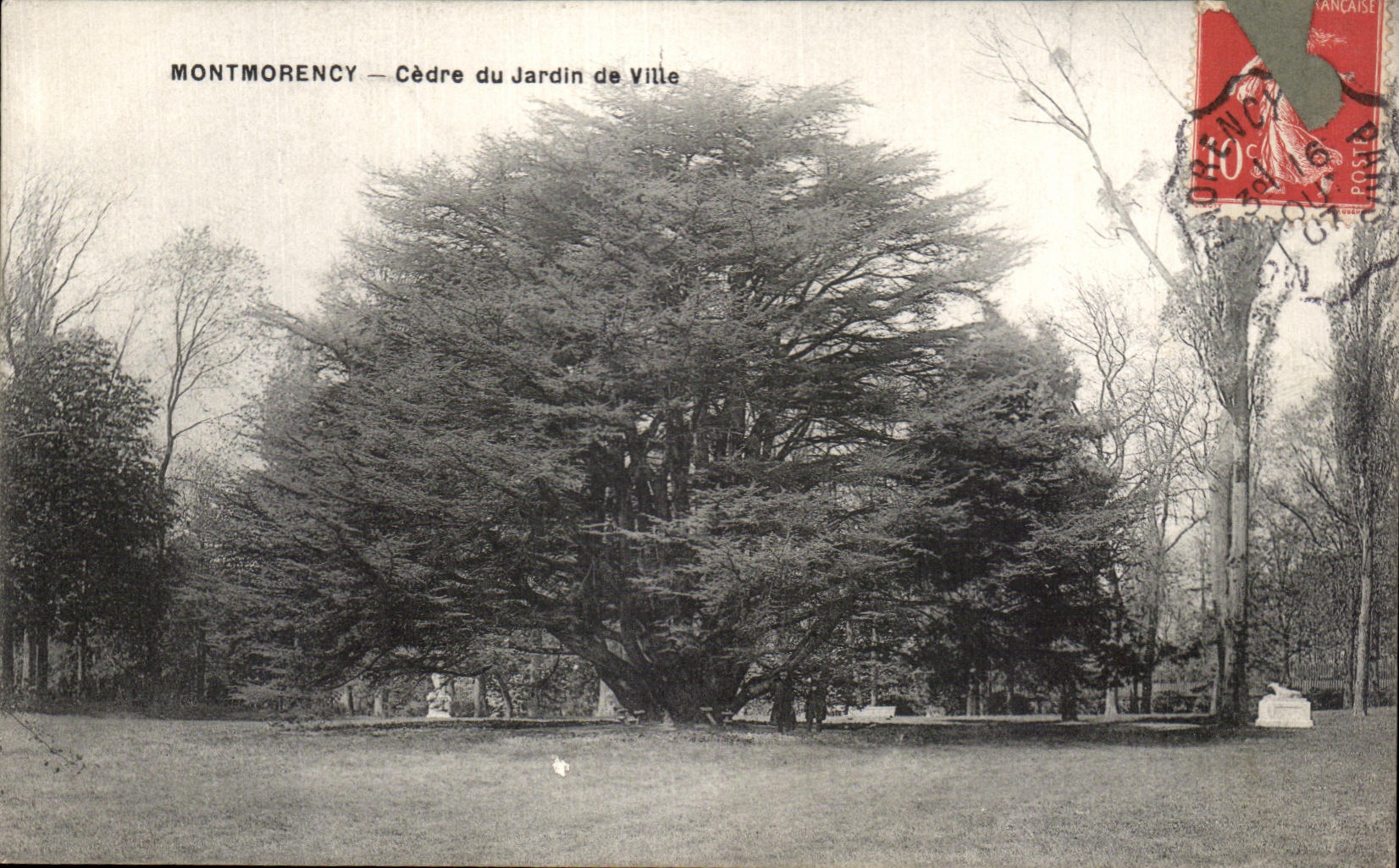 Montmorency — Cèdre du Jardin de Ville — Éditeur non identifié