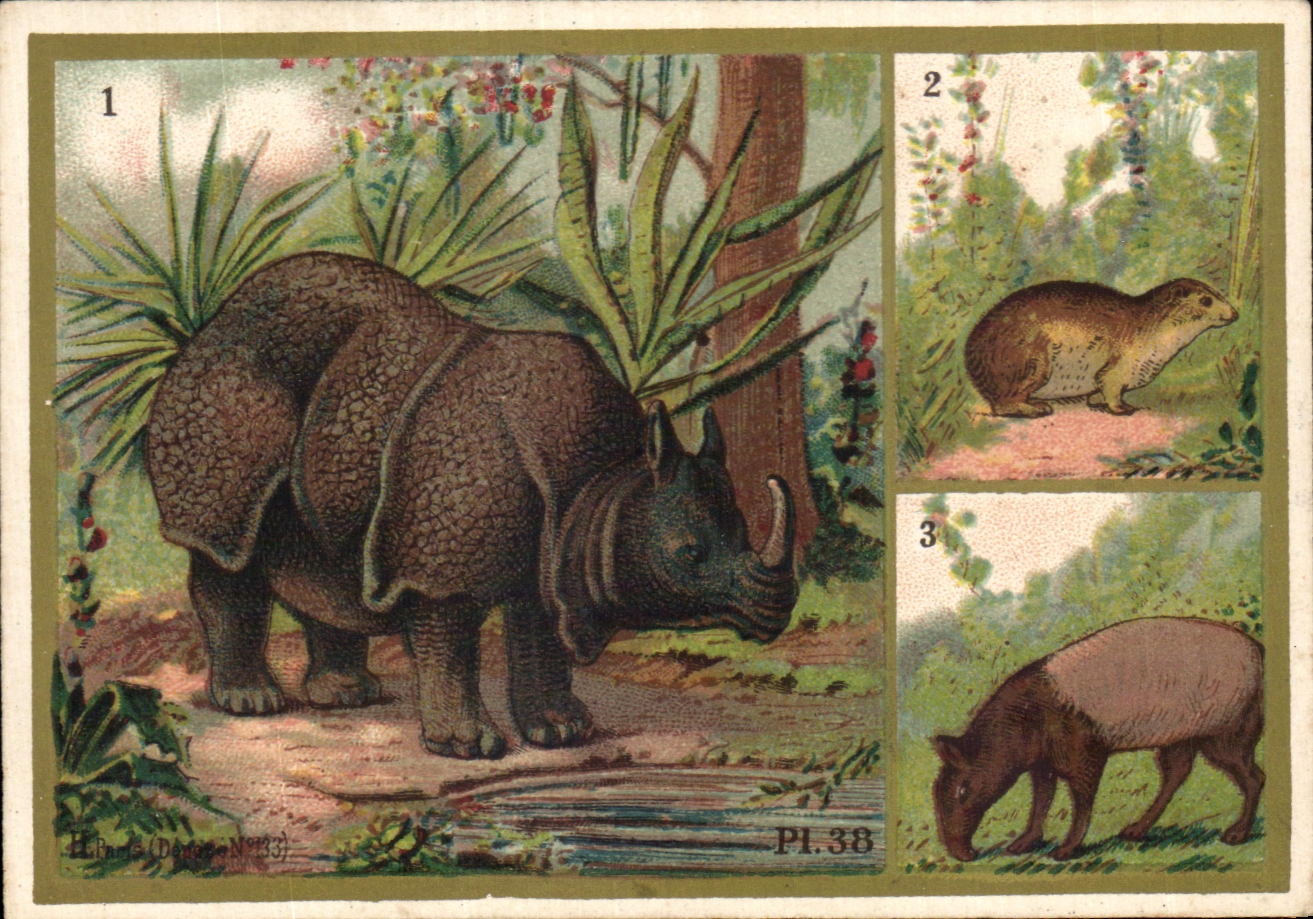 Chromo Les Pachydermes Ordinaires Maison des Buscs a l'Ancre