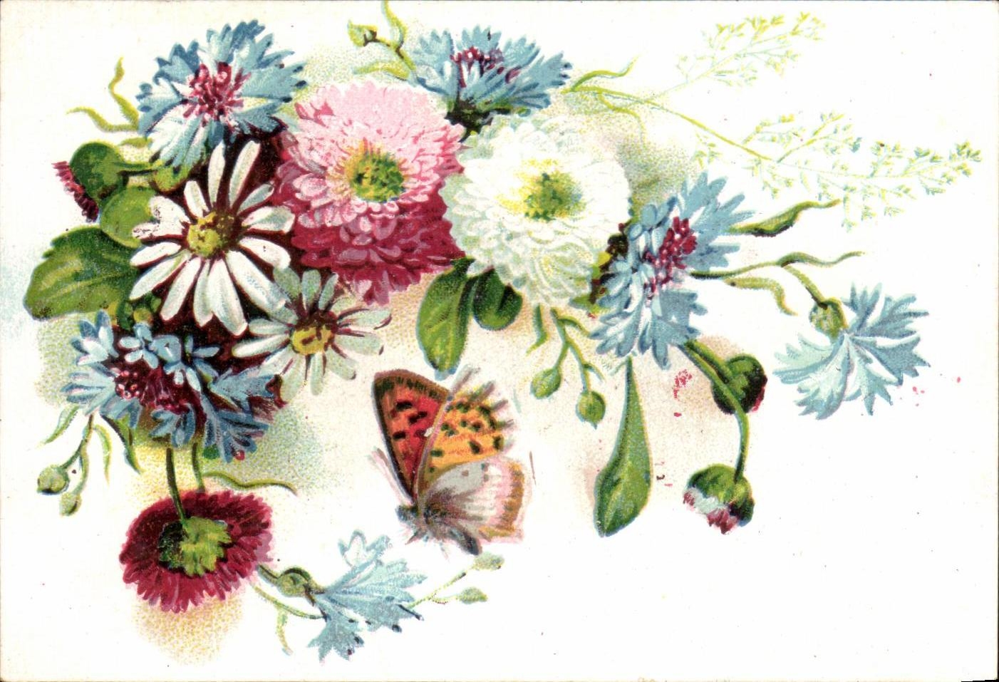 Chromo Chicoree A la belle Jardiniere Berlot Lille Fleurs Papillon 