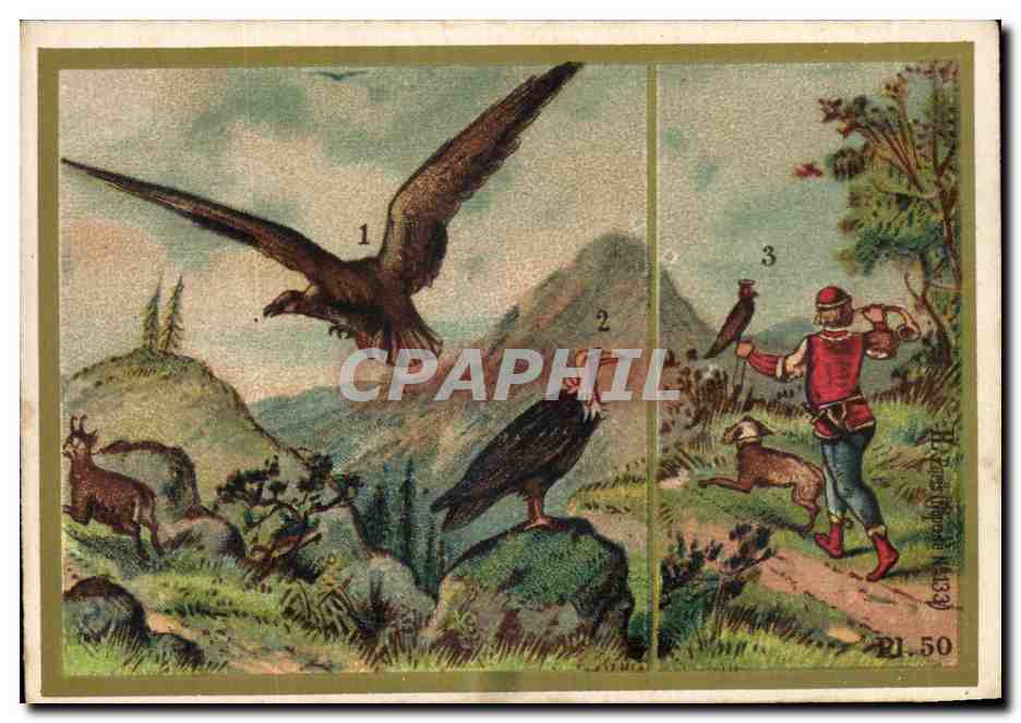 Chromo Les Oiseaux Les Rapaces ou oiseaux de Proie Aigle Vautour 