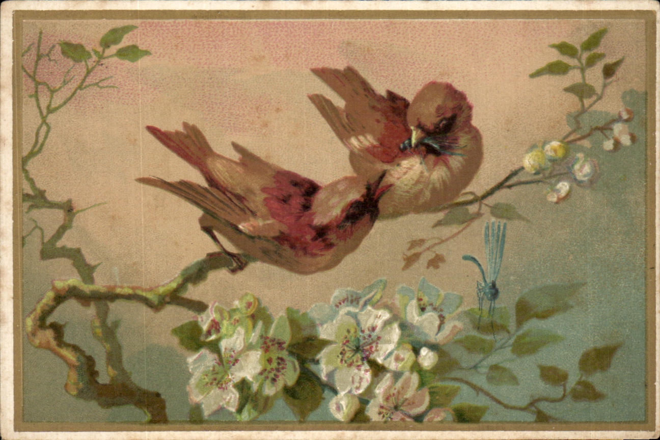Chromo Oiseaux