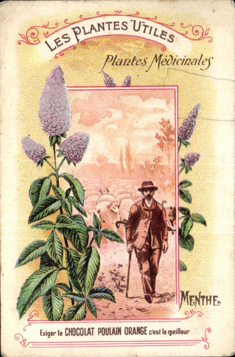 Chromo Les Plantes Utiles Plantes Medicinales Menthe Chocolat Poulain Orange 