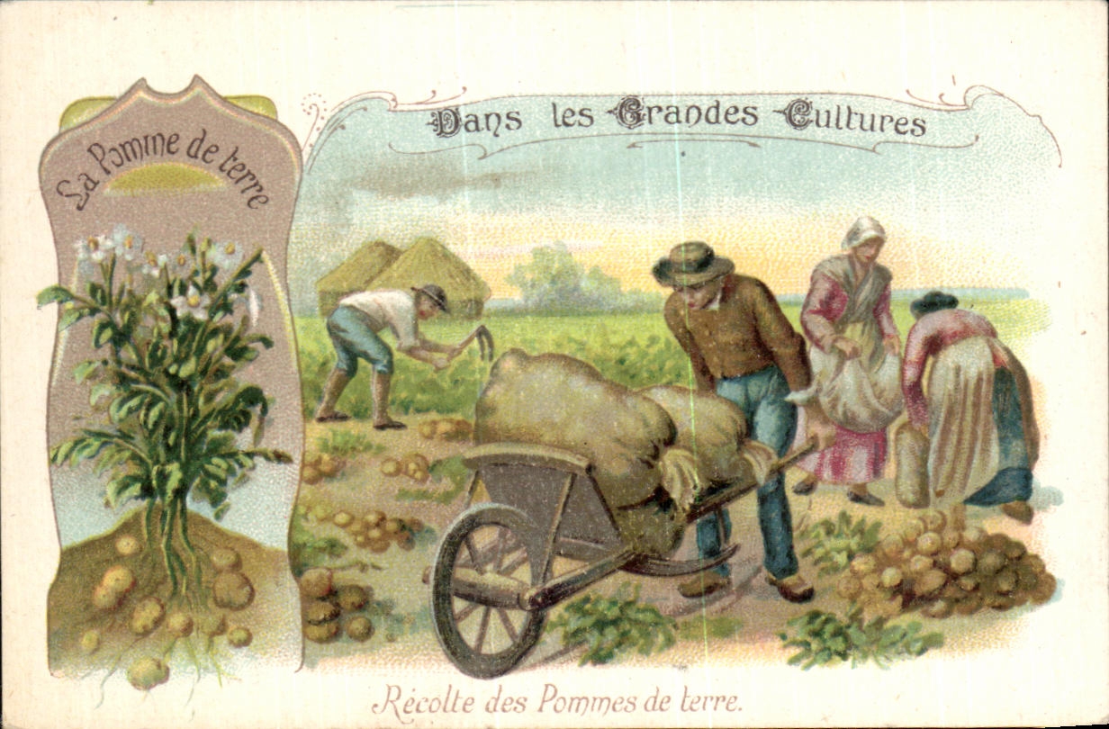 Récolte des Pommes de terre — Dans les Grandes Cultures — Bon Point