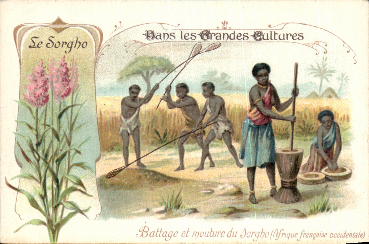 Chromo Sorgho Dans Les Cultures Afrique Francaise occidentale