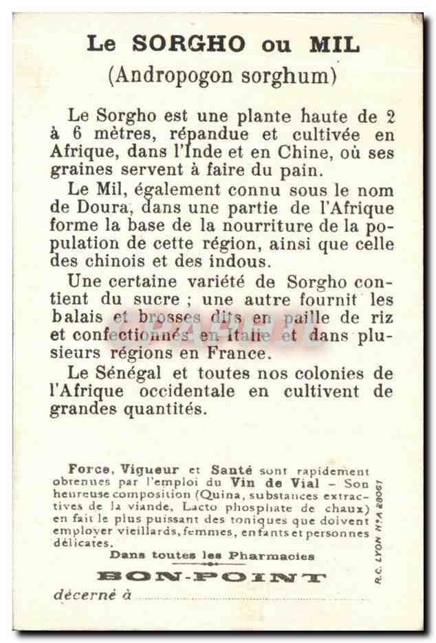 Chromo Sorgho Dans Les Cultures Afrique Francaise occidentale — Verso
