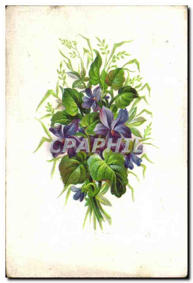 Bouquet de violettes — illustration botanique — éditeur non visible