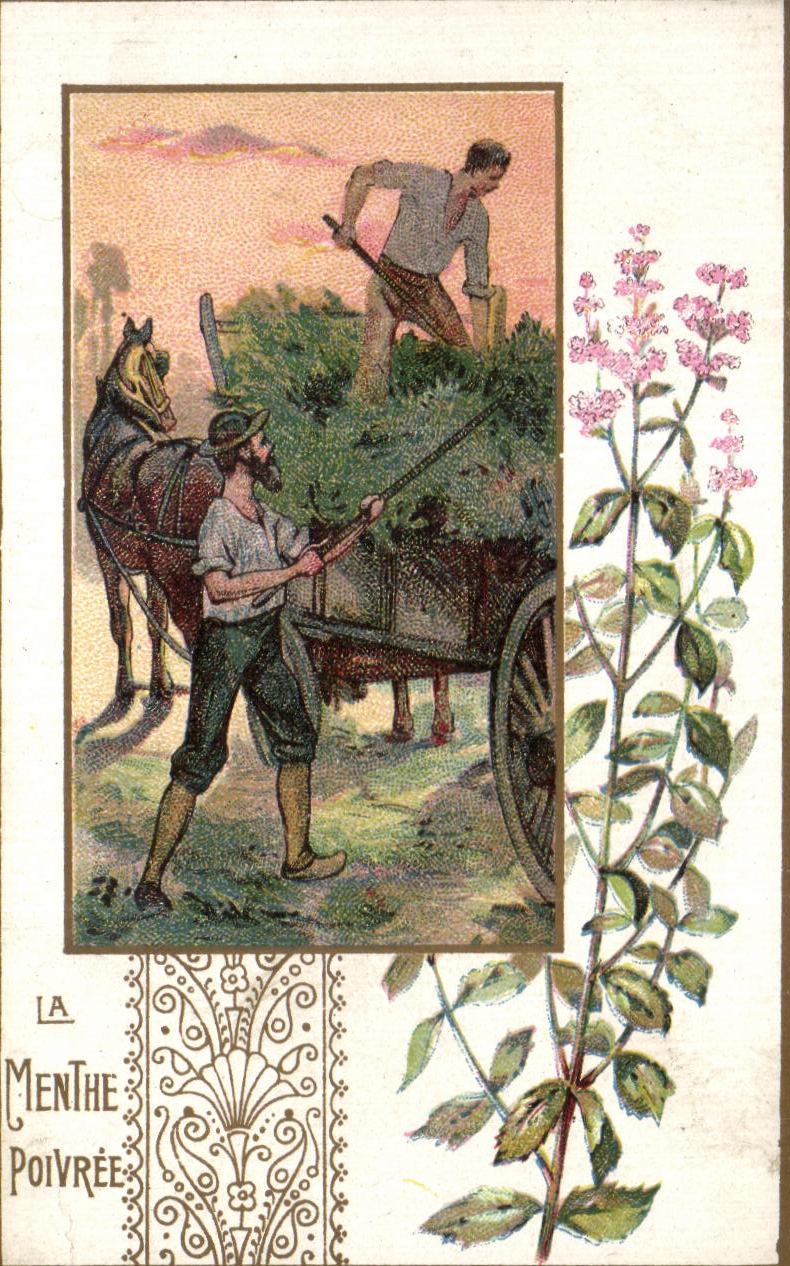 Chromo La Menthe Poivree Moka Leroux Orchies 