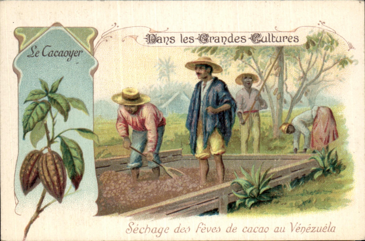 Chromo Sechage des feves de cacao au Venezuela