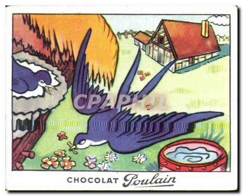 Image Chocolat Poulain Ma Normandie Hirondelle oiseau