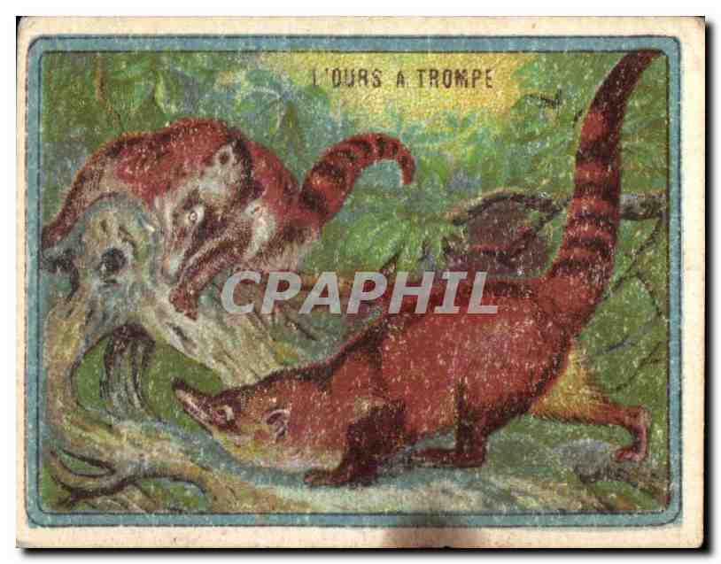 Image L'Ours A Trompe Chocolat Pupier