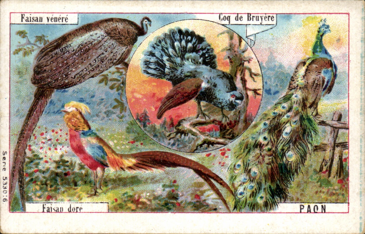 Image Les pilules Fano Faisan coq de bruyere Paon Oiseaux