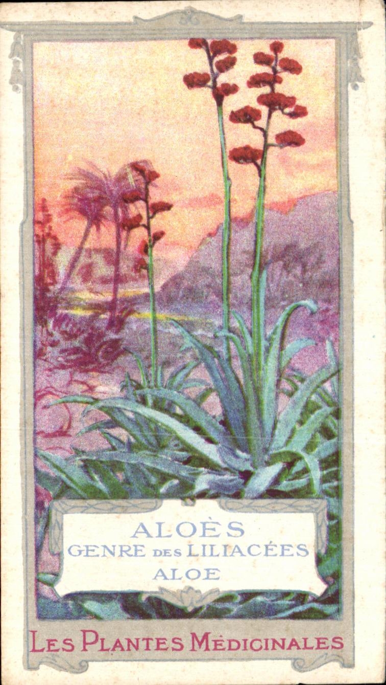 Image Les Plantes Medicinales Purgatif Le Favori Aloes