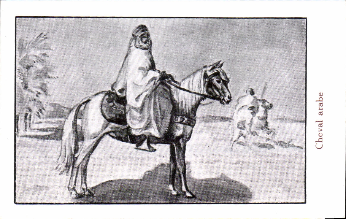 Image Cheval arabe