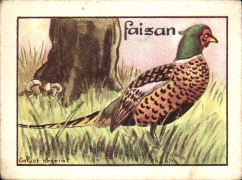 Image Faisan oiseau