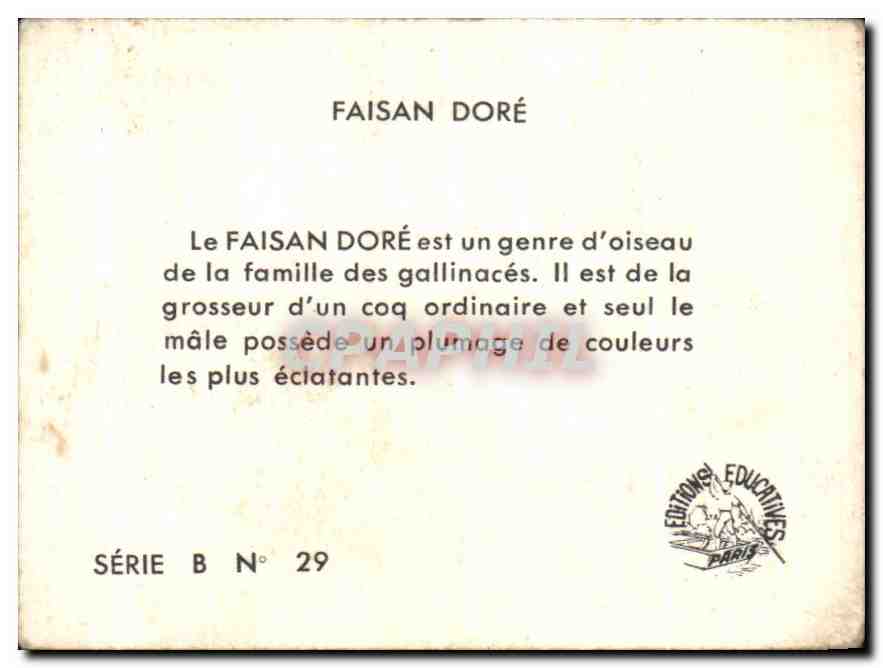 Image Faisan oiseau — Verso