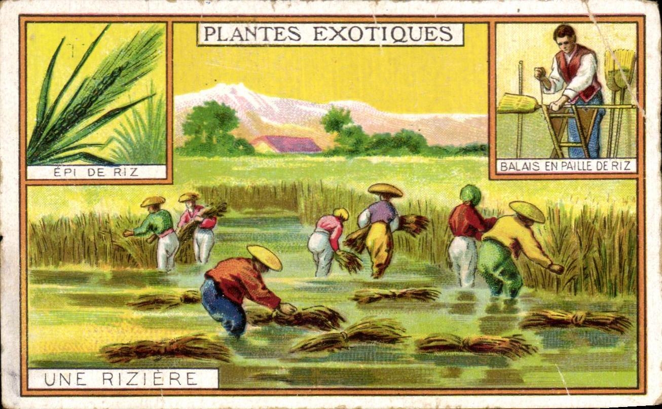 Image Plantes Exotiques Une Riziere Maison Soubes rue Ravez bordeaux 