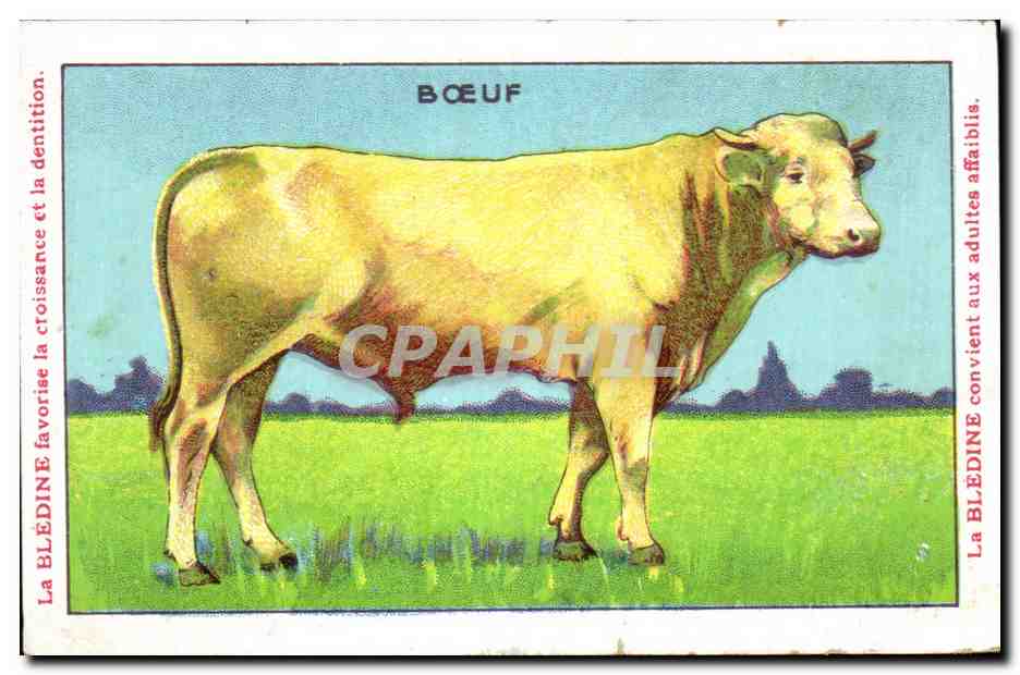 Image Boeuf Bledine Jacquemaire