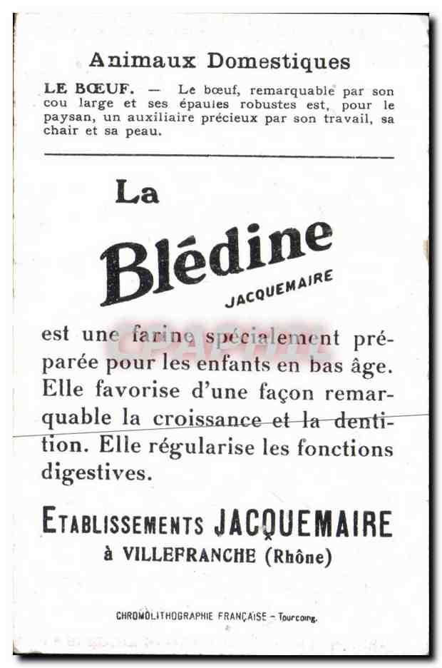 Image Boeuf Bledine Jacquemaire — Verso
