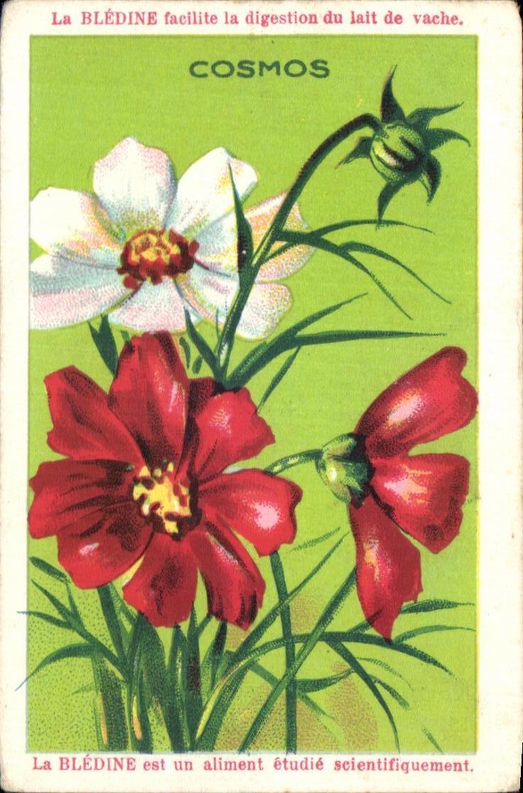 Image La Bledine Cosmos Fleurs 
