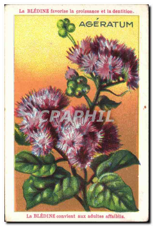 Image La Bledine Ageratum Fleur 