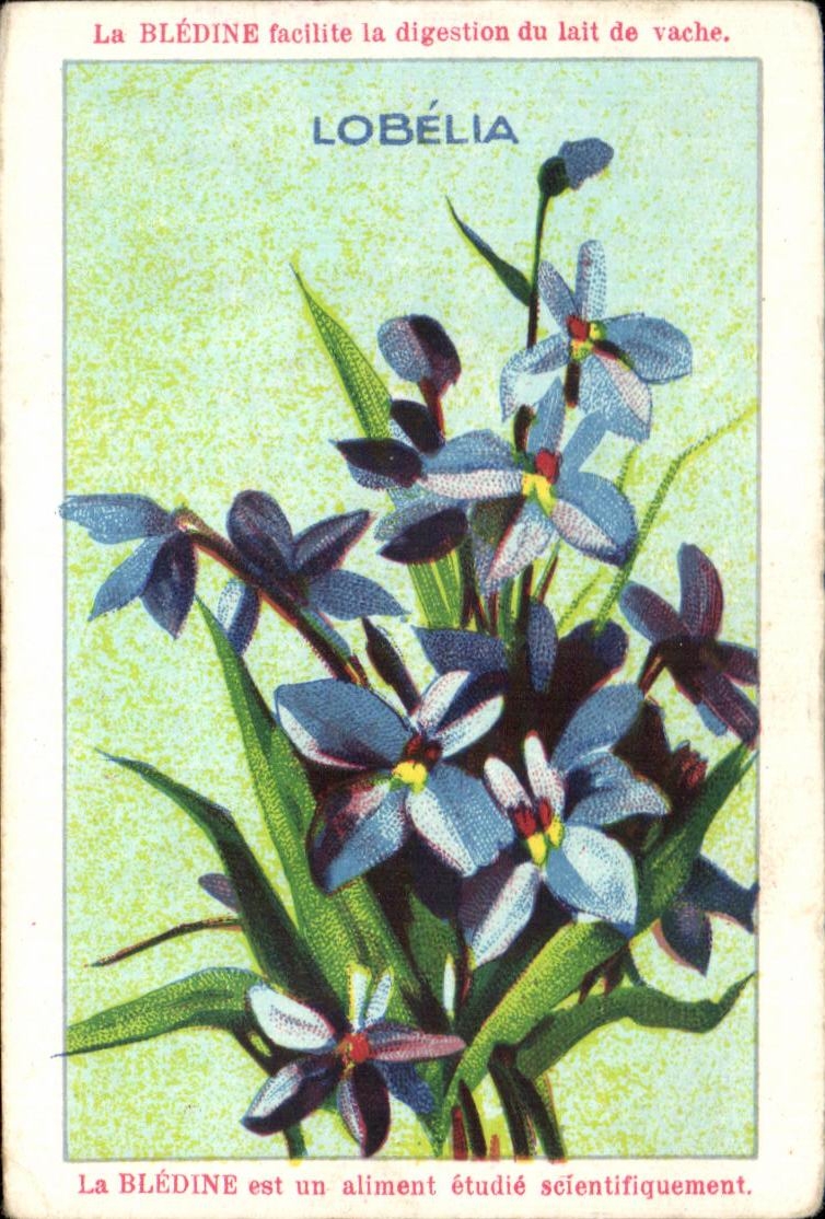 Image La Bledine Lobelia 