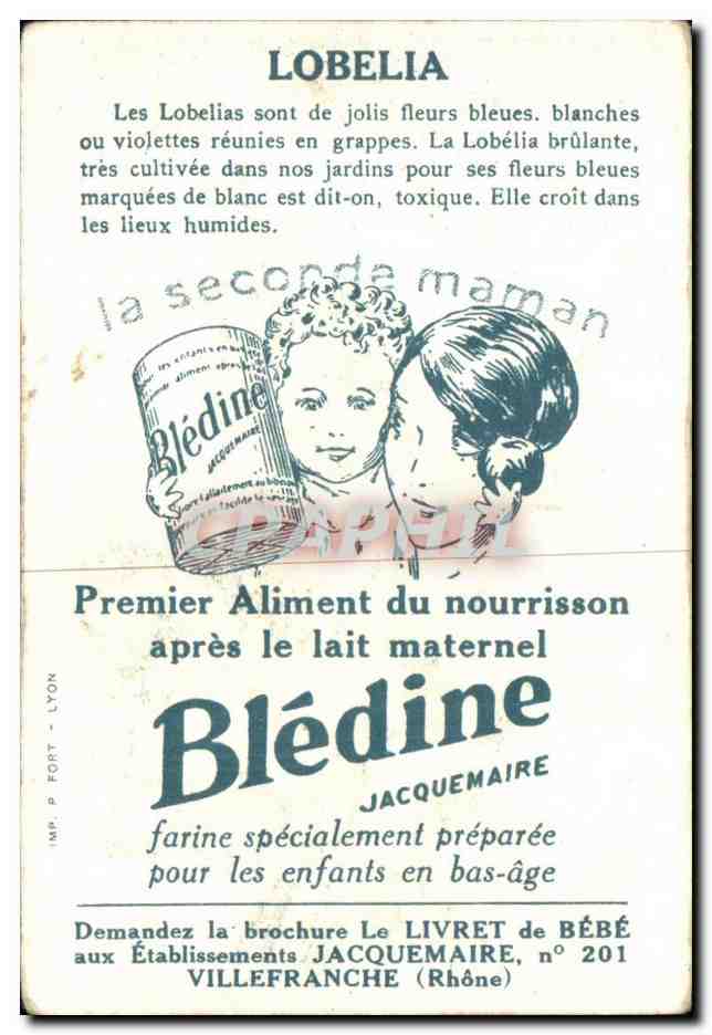 Image La Bledine Lobelia  — Verso